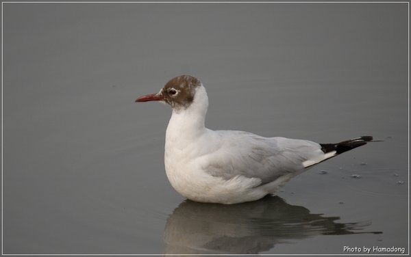 붉은부리갈매기