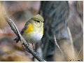 유리딱새(암컷)