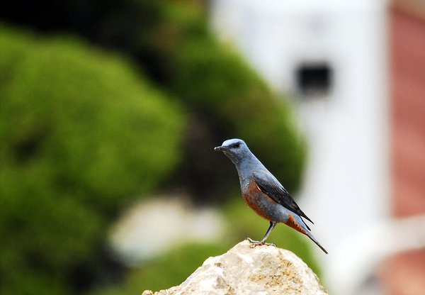 바다직박구리