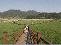 목재로 만든 순천...