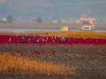 순천만 흑두루미