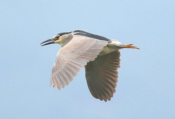 해오라기