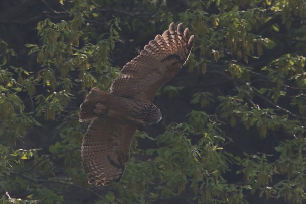 수리부엉이