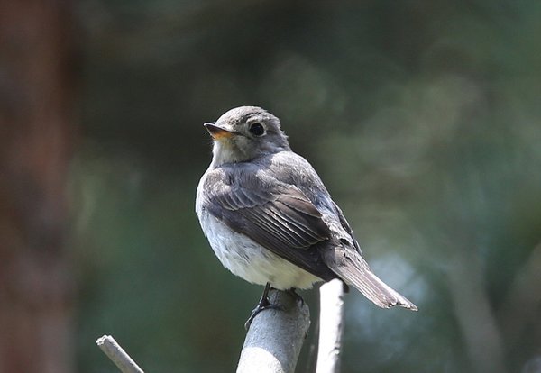 쇠솔딱새