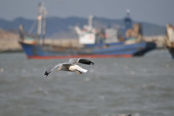 갈매기