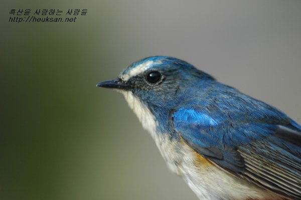 유리딱새