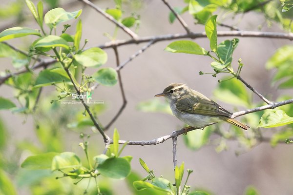 산솔새
