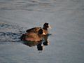 물닭