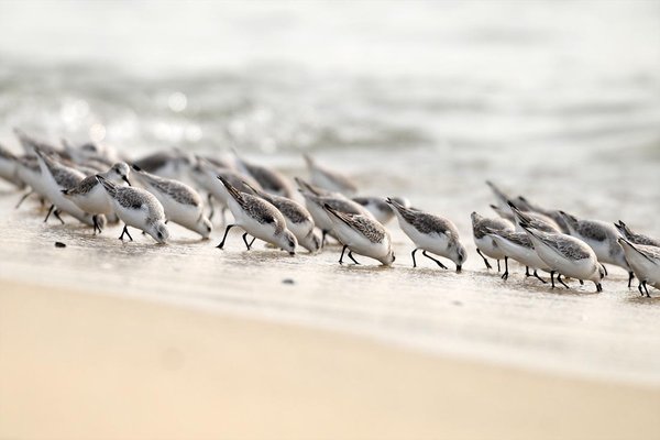 세가락도요