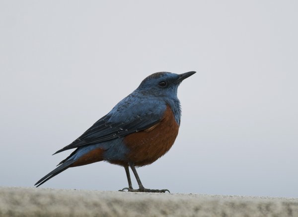 바다직박구리