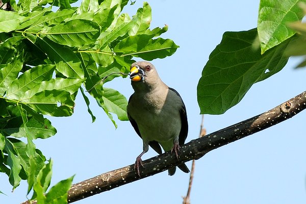 밀화부리