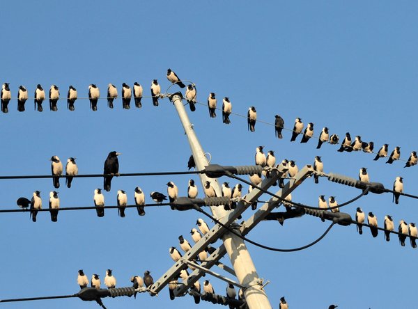 갈까마귀