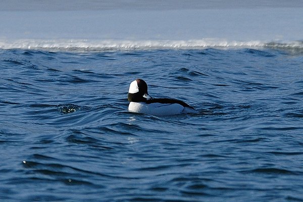 미등록(미기록)Bufflehead