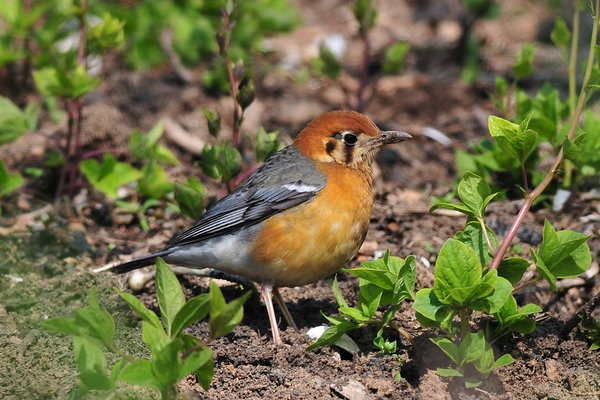 귤빛지빠귀(Orange-headed Thrush)
