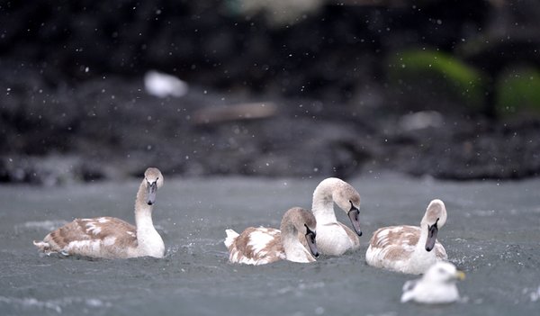혹고니