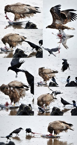흰꼬리수리