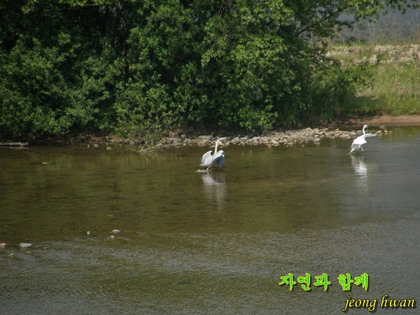 왜가리