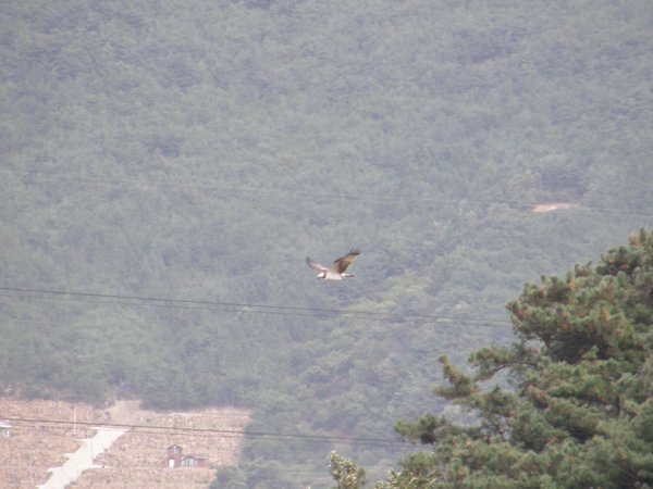 물수리