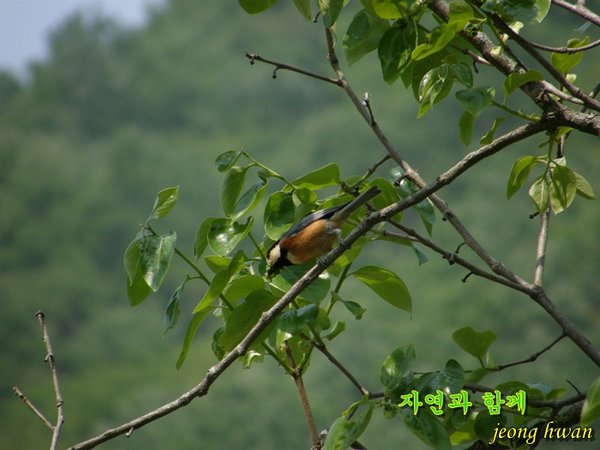 곤줄박이