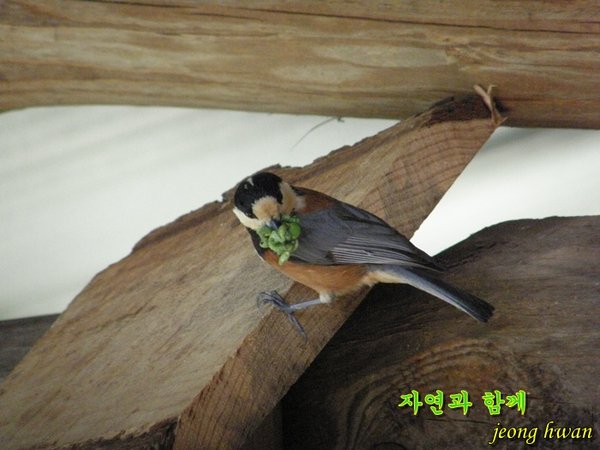곤줄박이