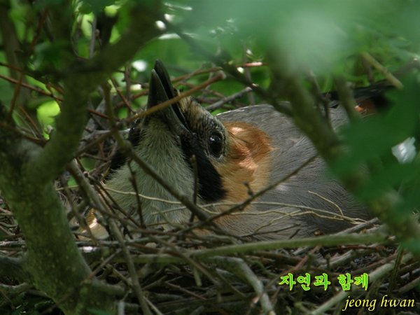 어치