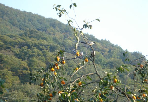 물까치