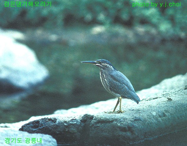 검은댕기해오라기