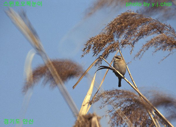 스윈호오목눈이