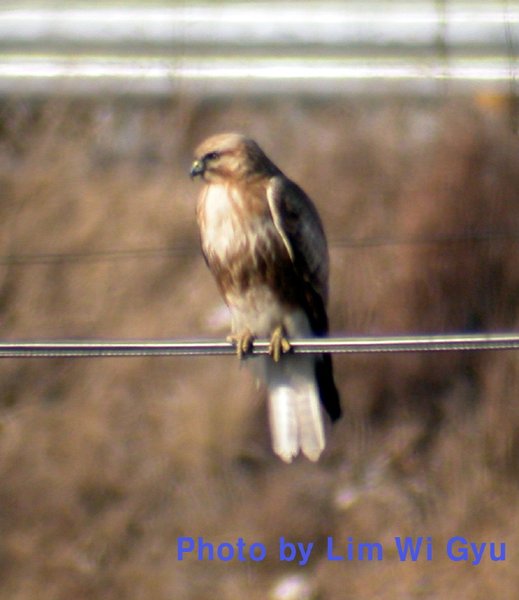 말똥가리