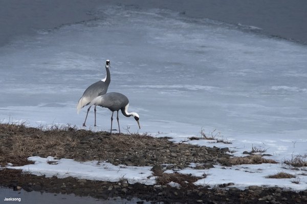 재두루미