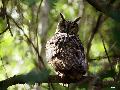 수리부엉이
