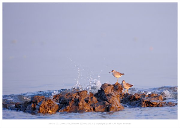 노랑발도요
