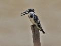 pied kingfisher