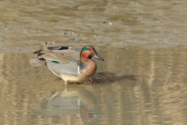 아메리카쇠오리(Green-winged Teal)