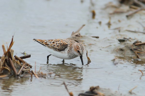 작은도요(여름깃)