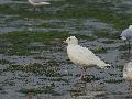 재갈매기(?)