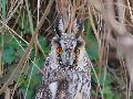 칡부엉이
