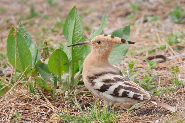 후투티