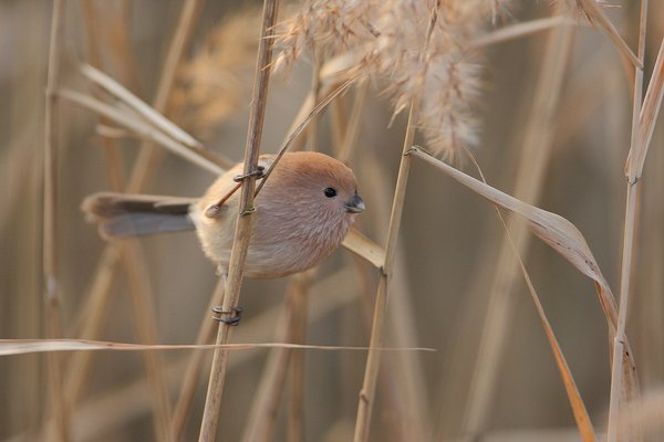 붉은머리오목눈이