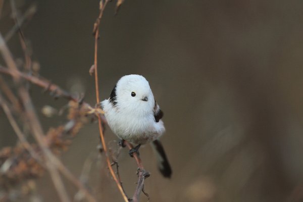 오목눈이(흰머리오목눈이)