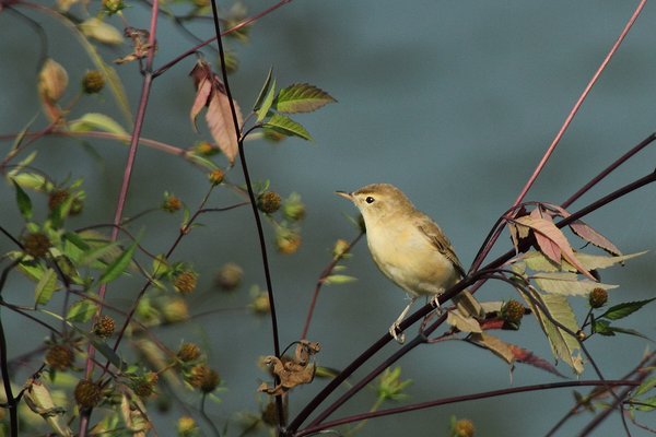 쇠덤불개개비(Booted Warbler)