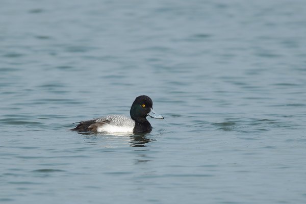 쇠검은머리흰죽지(Lesser scaup)