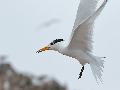 뿔제비갈매기(Chin...