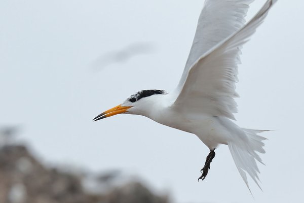 뿔제비갈매기(Chinese crested-tern)