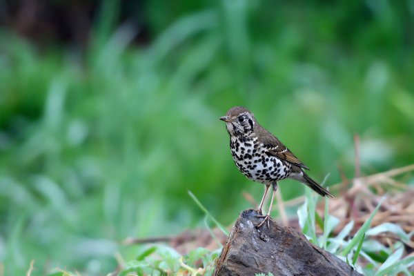 큰점지빠귀(Chinese Thrush)