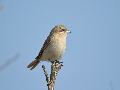 Isabelline shrike