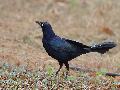 Great-tailed grackle
