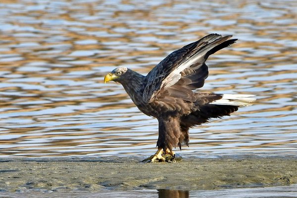 흰꼬리수리