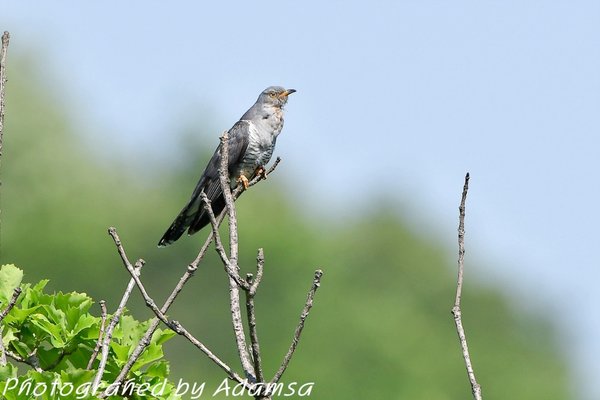 뻐꾸기