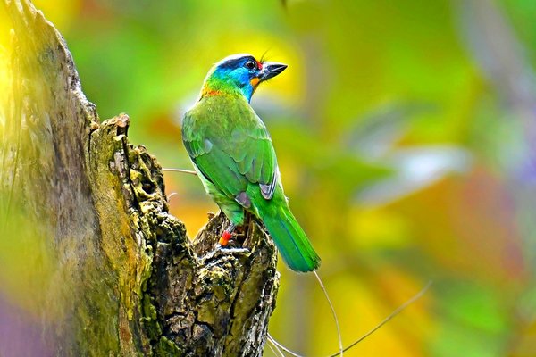 오색조(Taiwan Barbet )